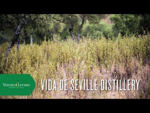 Vida de Seville Distillery
