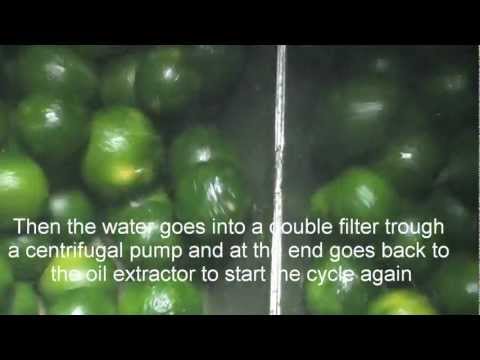 Green mandarin oil extraction.