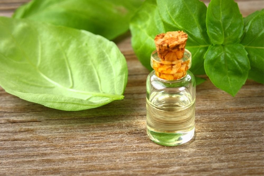 Basil Essential Oil