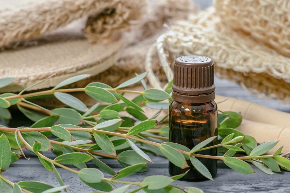 Eucalyptus Essential Oil