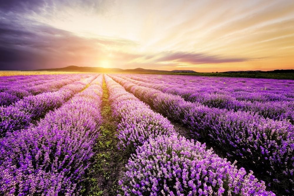 a field of lavender