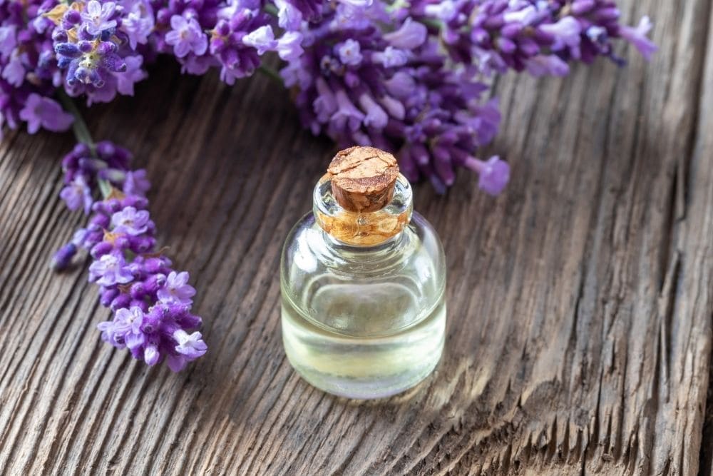 one essential oil bottle with lavender flower