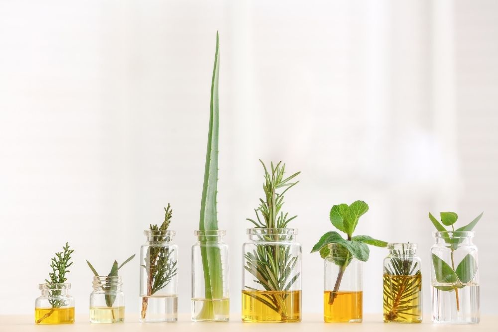 How To Extract Essential Oils From Plants