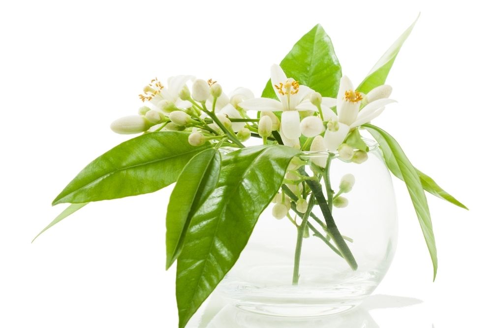 How Do You Use Neroli Essential Oil