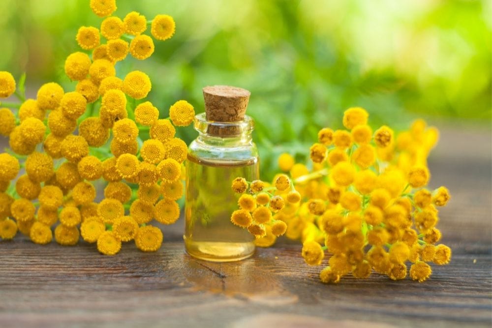 What Do You Benefit from Blue Tansy Essential Oil