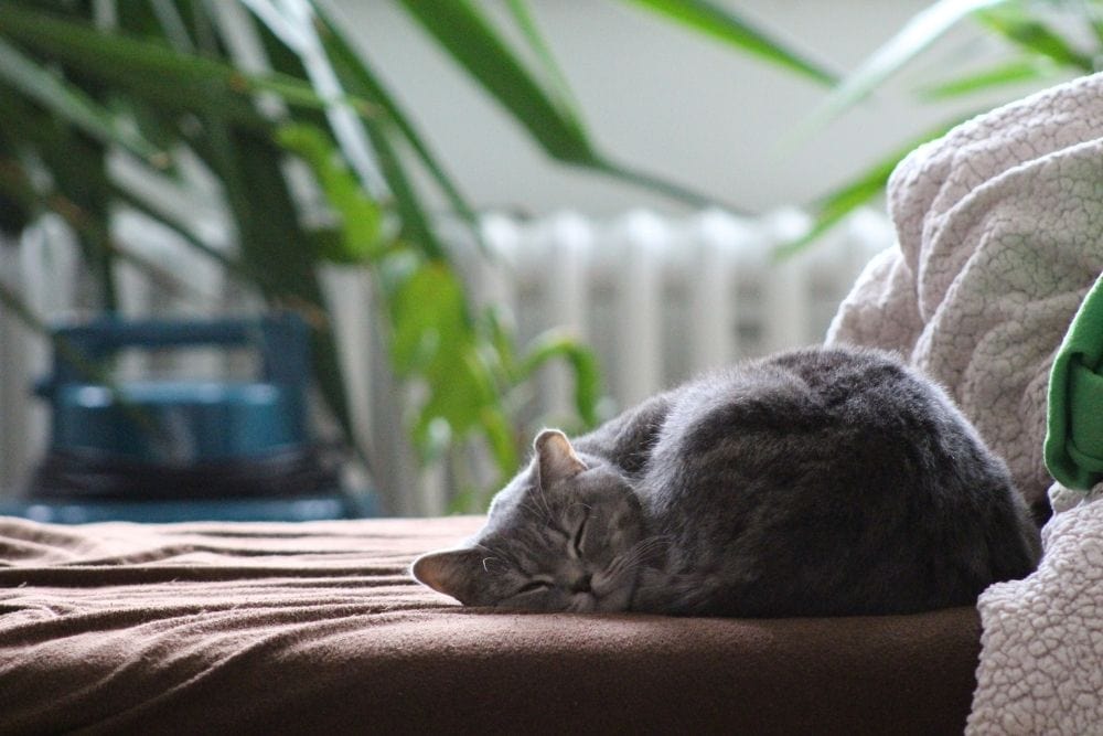 Thunderease vs. Feliway: Which Diffuser Is Better For Calming Your Cat?
